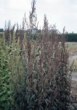 Atriplex Red Plume