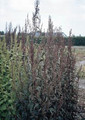 Atriplex Red Plume