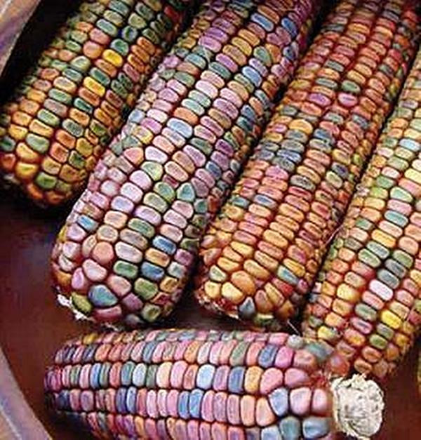 Earth Tones Ornamental Corn