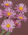 Aster Alpinus Beauty Rose Perennial