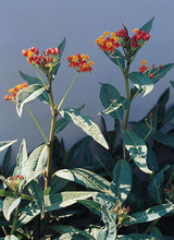 Asclepias Butterfly Weed Curassavica Red Butterfly Perennial