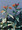 Asclepias Butterfly Weed Curassavica Red Butterfly Perennial