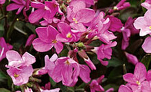 Arabis Blepharophylla Spring Charm Perennial