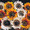 Arctotis Harlequin Mix Annual