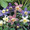 Aquilegia Columbine Caerulea Dragonfly Mix Perennial