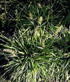 Ornamental Grass Seed - Anthoxanthum Odoratum Vernal Grass