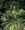 Ornamental Grass Seed - Anthoxanthum Odoratum Vernal Grass