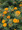 Anthemis Criss Cross Annual