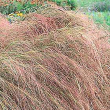 Ornamental Grass Seed - Anemanthele Lessoniana