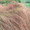 Ornamental Grass Seed - Anemanthele Lessoniana