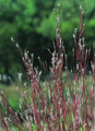 Ornamental Grass Seed - Andropogon Scoparius Little Bluestem