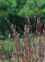 Ornamental Grass Seed - Andropogon Scoparius Little Bluestem