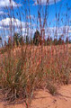 Ornamental Grass Seed - Andropogon Hallii