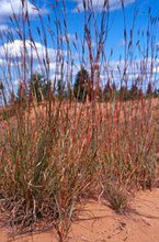 Ornamental Grass Seed - Andropogon Hallii