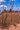 Ornamental Grass Seed - Andropogon Hallii