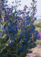 Anchusa Azurea Dropmore Perennial Seeds