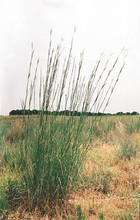 Ornamental Grass Seed - Andropogon Gerardii Big Bluestem Seeds