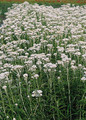 Anaphalis Pearly Margaritacea New Snow Perennial Seeds