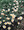 Anacyclus  Depressus Carpet Daisy Perennial Seeds