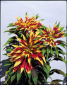 Amaranthus Tricolor Perfecta Annual Seeds