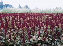 Amaranthus Pygmy Torch Annual Seeds