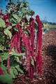 Amaranthus Red Tails Annual Seeds