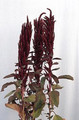 Amaranthus Oeschberg Annual Seeds