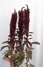 Amaranthus Oeschberg Annual Seeds