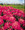 Amaranthus Illumination Annual Seeds