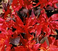 Amaranthus Molten Fire Annual Seeds