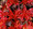 Amaranthus Molten Fire Annual Seeds