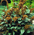 Amaranthus Hot Biscuits Annual Seeds