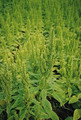 Amaranthus Green Thumb Annual Seeds