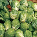 Gustus Brussel Sprouts