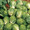 Gustus Brussel Sprouts