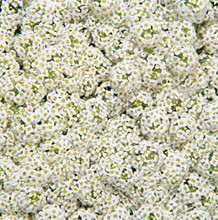 Alyssum Wonderland Series White Annual Seeds