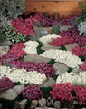 Alyssum Wonderland Series Mix Annual Seeds