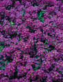 Alyssum Wonderland Series Deep Purple Annual Seeds