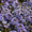 Alyssum Wonderland Series Blue Annual Seeds