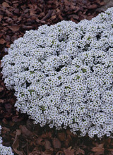 Alyssum New Carpet Of Snow Annual Seeds