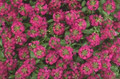 Alyssum Easter Bonnet Series Violet Annual Seeds