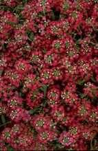 Alyssum Easter Bonnet Serie Deep Rose Annual Seeds
