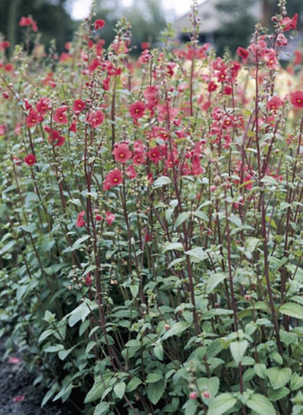 Alonsoa The Rebel Annual Seeds