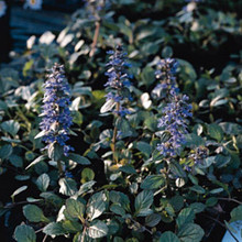 Ajuga Reptans Perennial