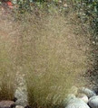 Ornamental Grass Seed - Agrostis Nebulosa