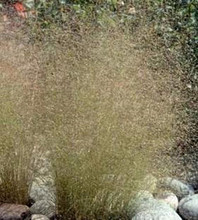 Ornamental Grass Seed - Agrostis Nebulosa