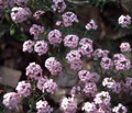 Aethionema Coridfolium Perennial