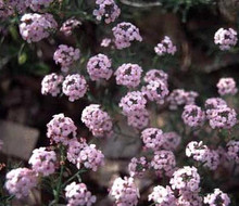 Aethionema Coridfolium Perennial