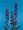 Aconitum Monkshood Napellus Perennial
