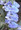 Aconitum Monkshood Napellus Newry Blue Perennial